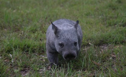 Hobo, a northern hairy-nosed wombat rescued by Tina Janssen of Australian Animals Care and Education Sanctuary